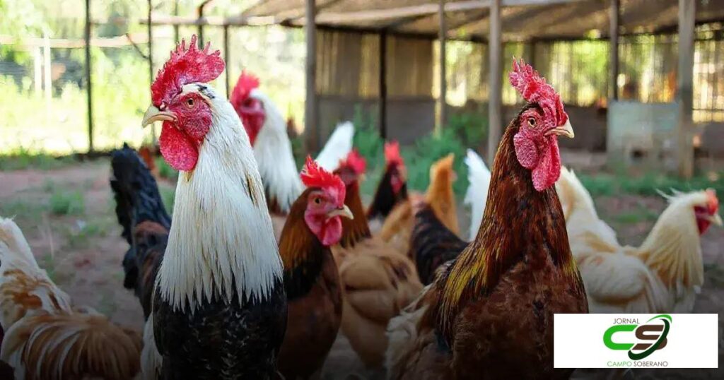 Raças de Galinha: Descubra as Melhores para Criação e Postura