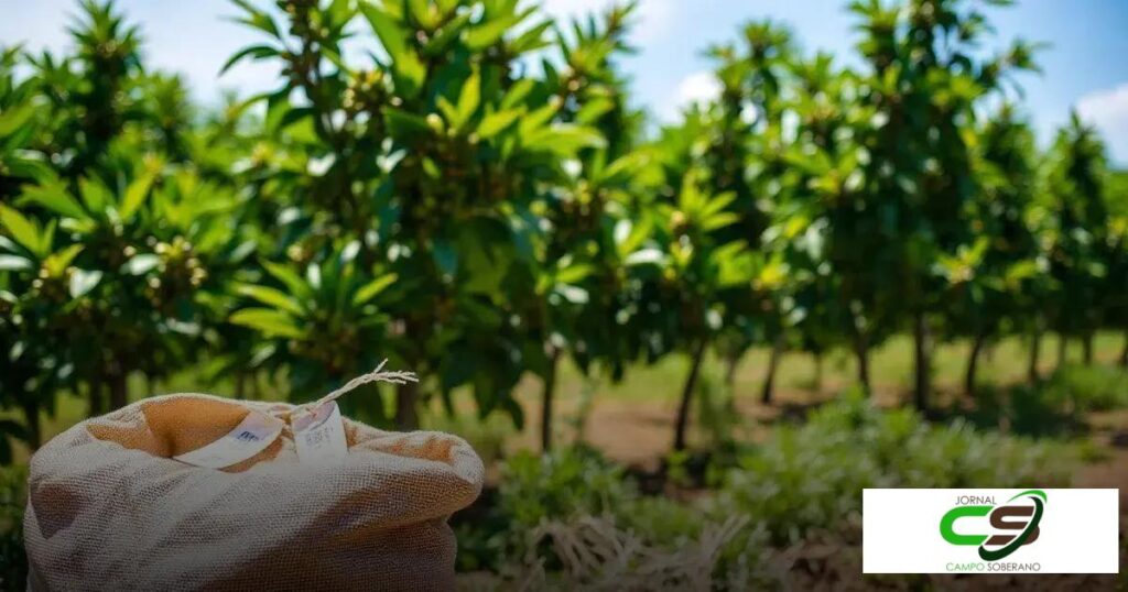 Saca de Café Preço: O Que Você Precisa Saber Agora