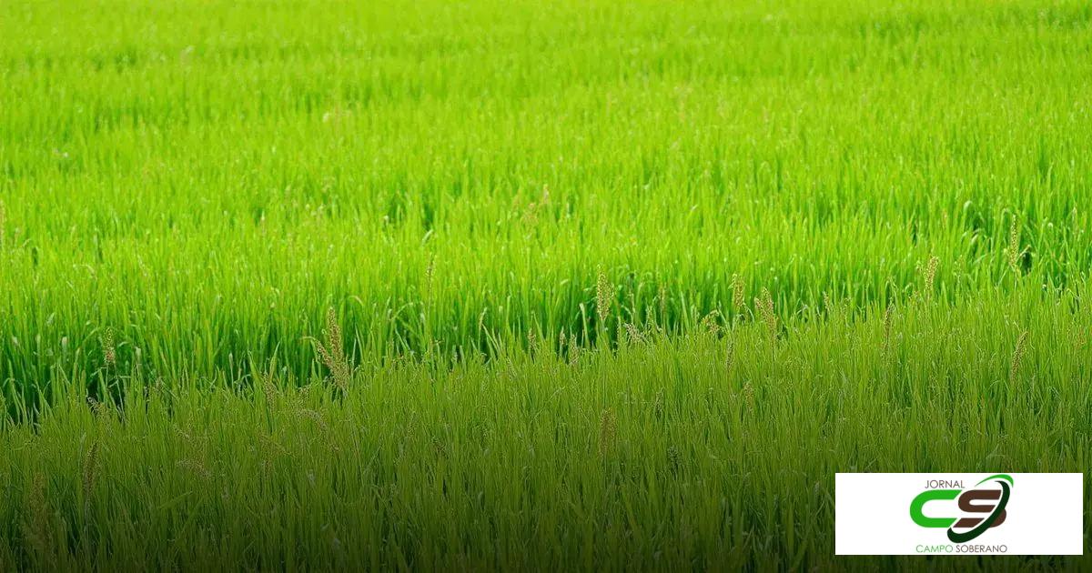 Semente pastagem e a sustentabilidade