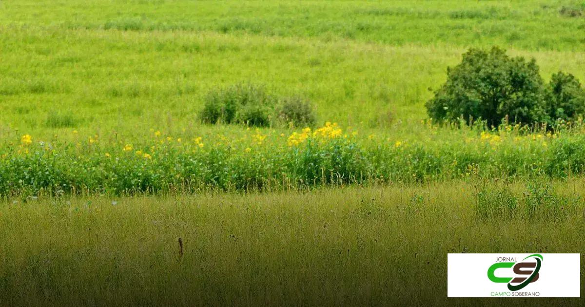 Técnicas de recuperação de pastagens Técnicas de recuperação de pastagens