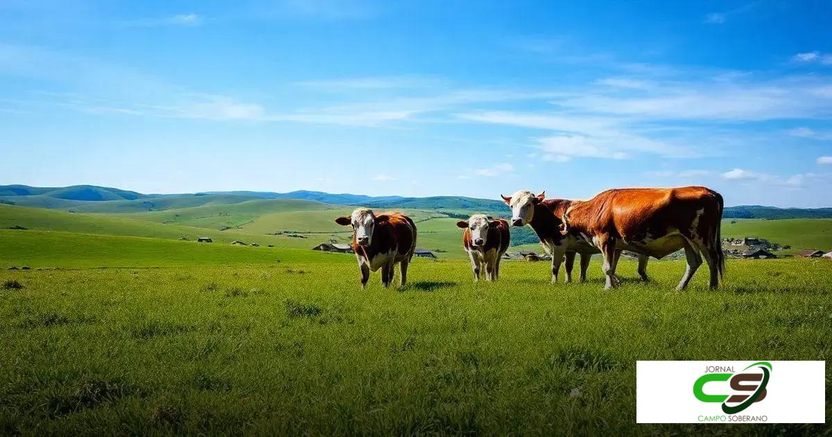 Vacas Nelore: O Que Você Precisa Saber Para Aumentar Sua Produção