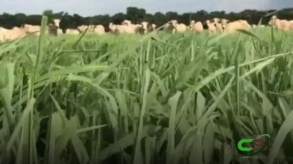 1º Pastejo: A Importância do Perfilhamento do Capim para o Sucesso do Pasto