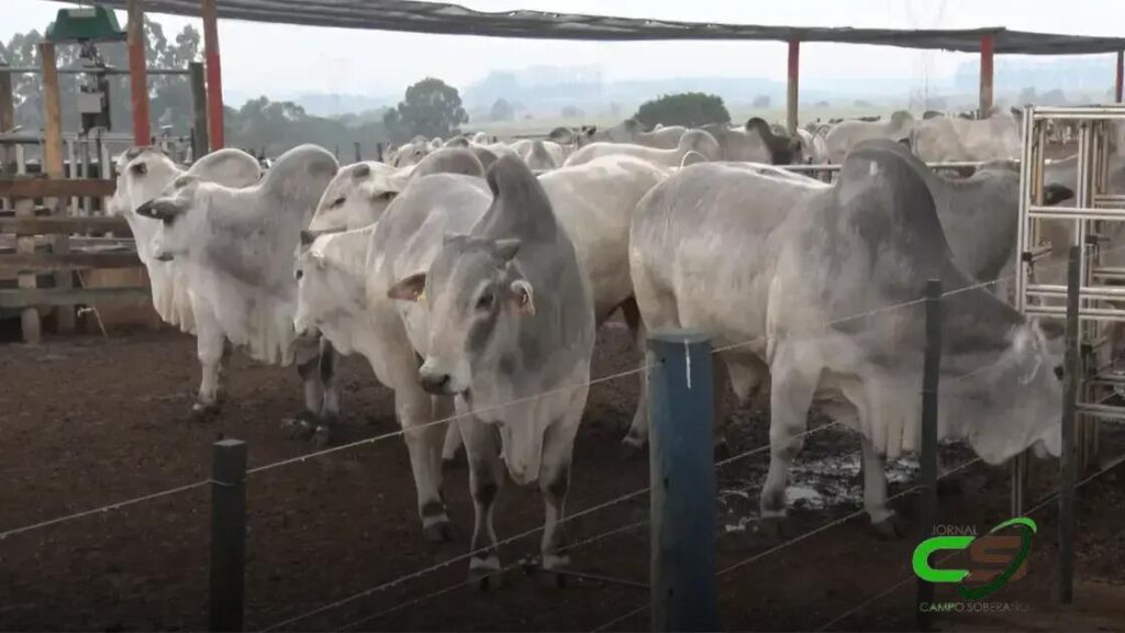 30 Anos de Avanços da Raça Nelore na Pecuária Brasileira