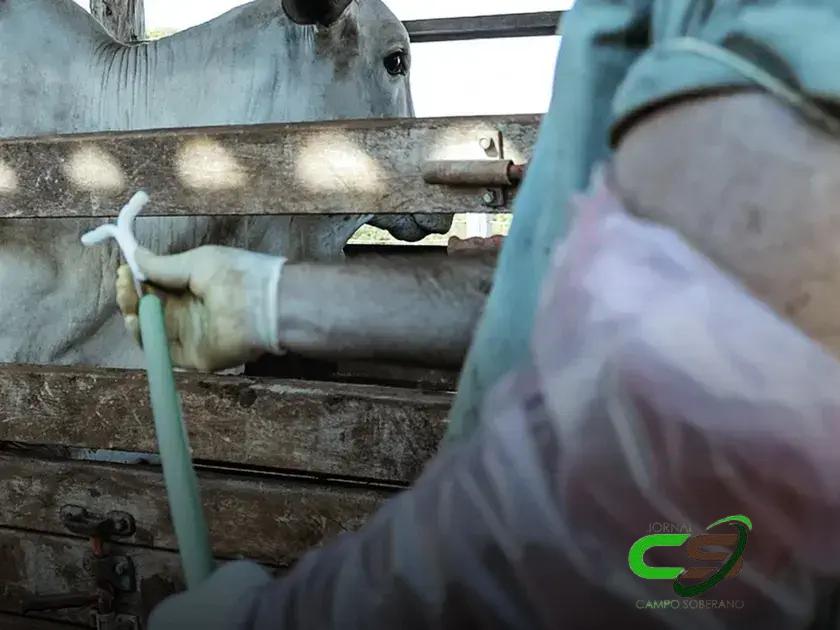 5 Benefícios da Inseminação Artificial para Pecuaristas em MT