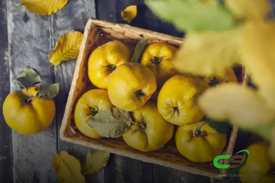 5 Benefícios Surpreendentes do Cultivo de Marmelo