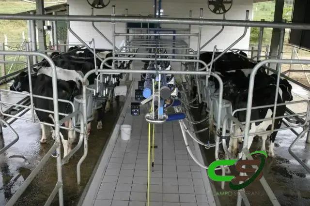 5 Cuidados Essenciais no Período de Transição para Vacas Leiteiras