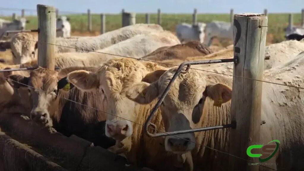 5 Estratégias de Genética Superprecoce para Raças de Alta Qualidade