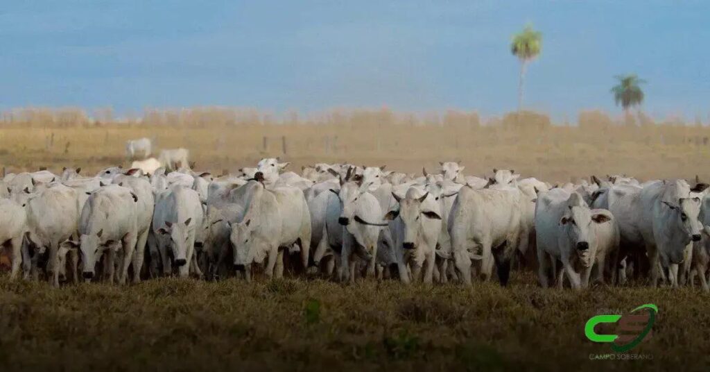 5 Estratégias para Maximizar a IATF com Ressincronização