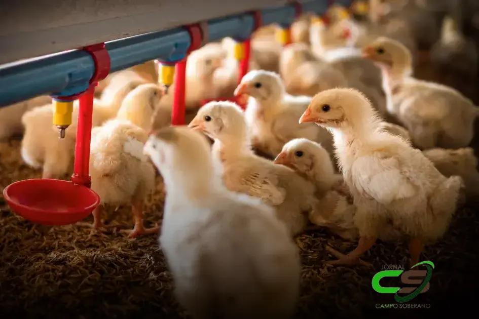 5 Estratégias para o Crescimento do Setor Avícola em 2025
