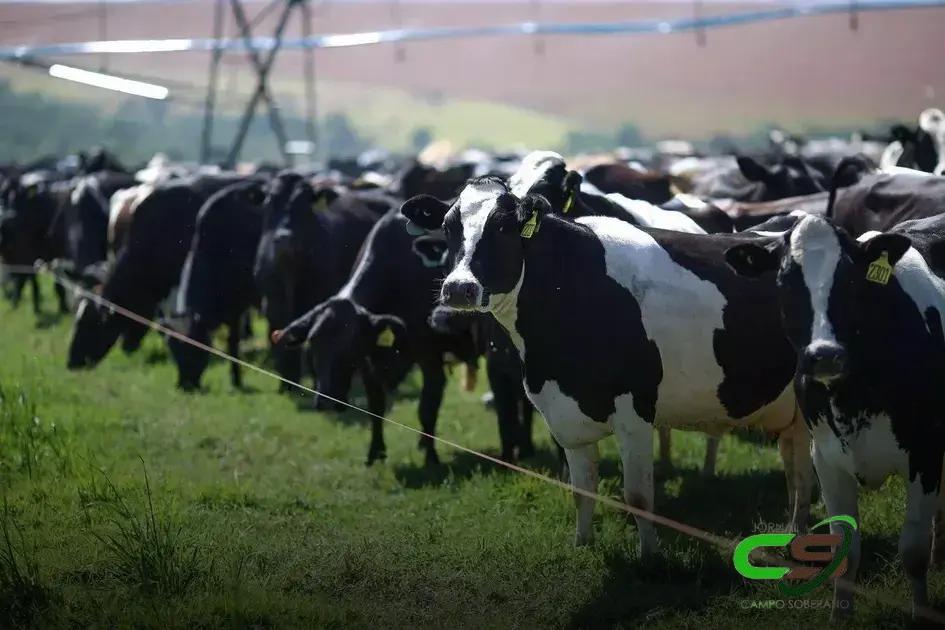 5 Estratégias para Potencializar a Produção de Leite no Verão