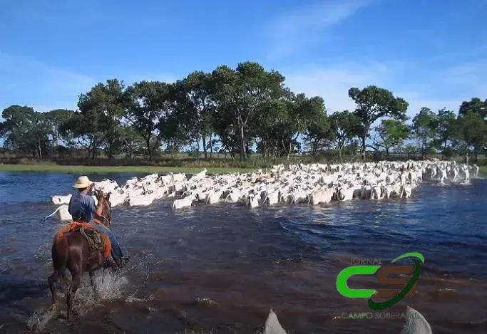 5 Fatores que Impulsionam a Produção de Carne Orgânica no Pantanal