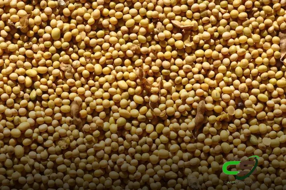 5 Fatores que Impulsionam os Grãos em Alta Hoje 2 5 Fatores que Impulsionam os Grãos em Alta Hoje