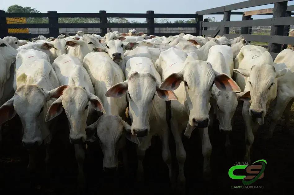 5 Fatores que Influenciam os Preços da Arroba do Boi Gordo