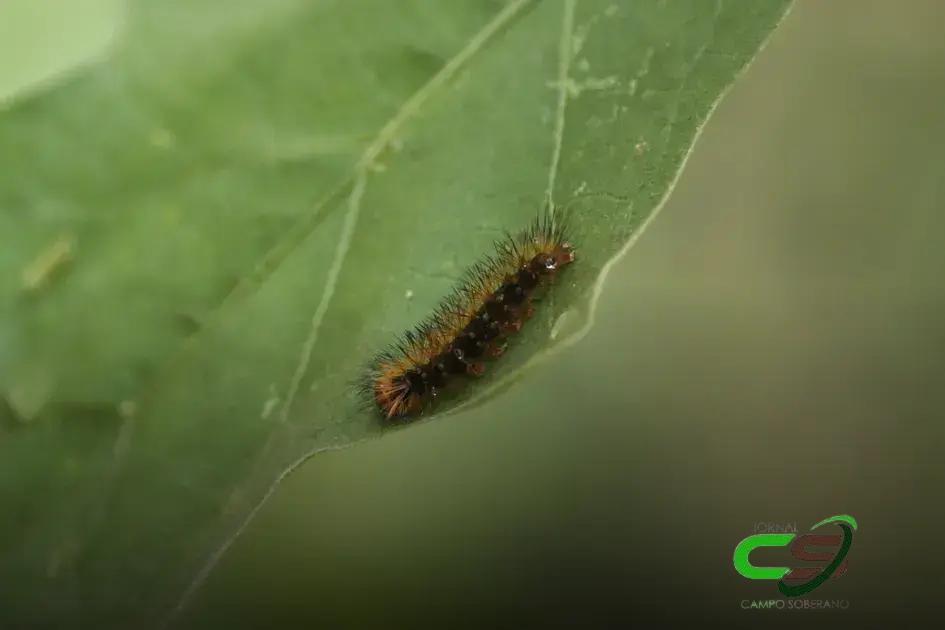 5 Fatos Cruciais sobre a Lagarta de Fogo que Você Precisa Saber