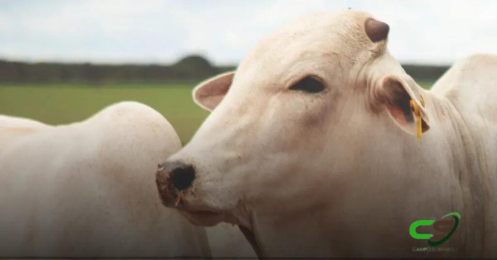 5 Hábitos de Sucesso de Mais de 260 Pecuaristas Identificados pela Cargill