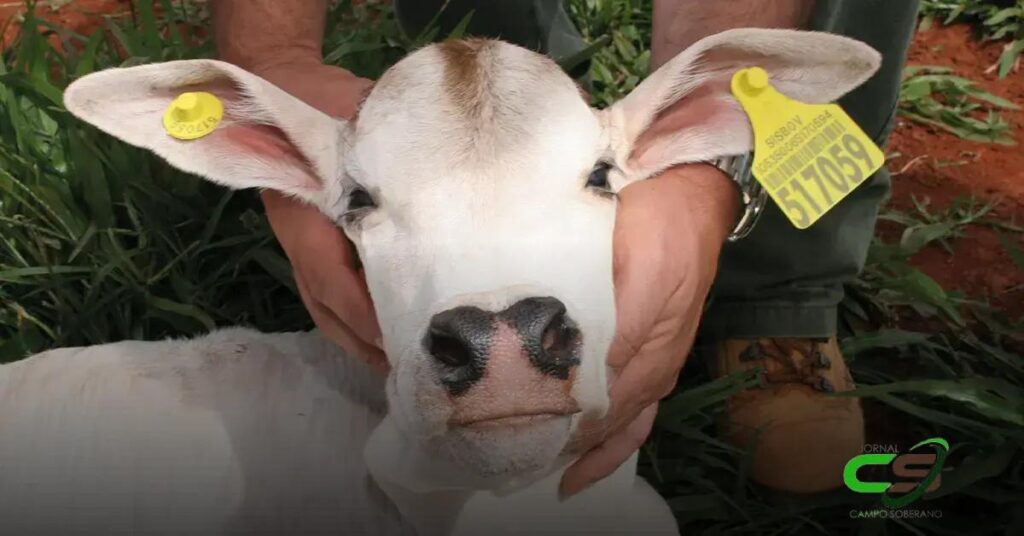 5 Opiniões sobre o Plano de Rastreabilidade Bovina que Você Precisa Ouvir