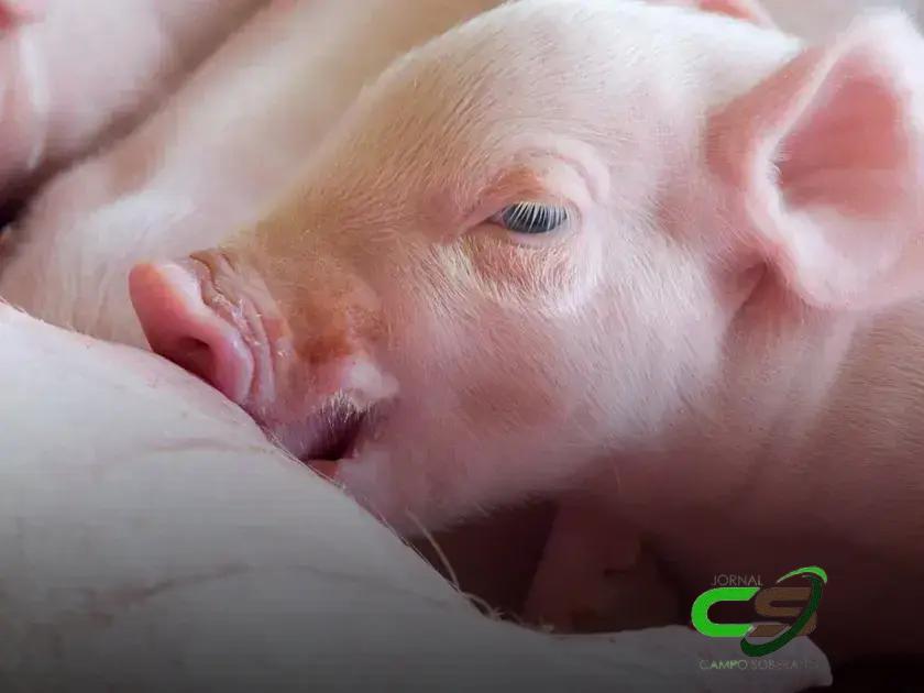 5 Pontos-Chave sobre Saúde Intestinal e Conversão Alimentar em Suínos