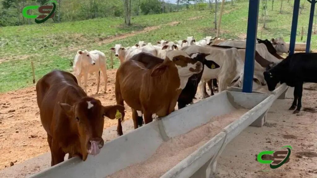 5 Principais Problemas Sanitários na Suplementação a Pasto