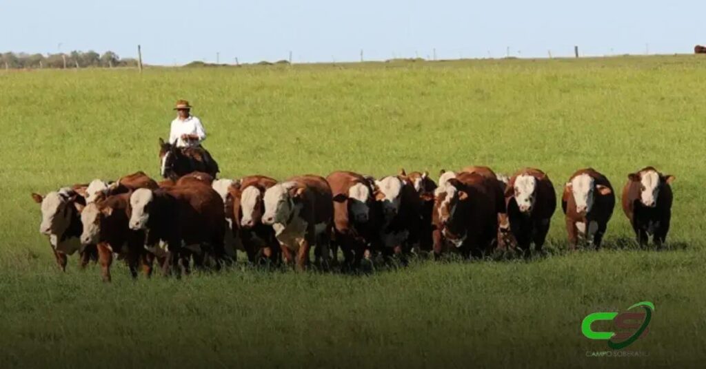 5 Razões para Participar da Prova de Eficiência Alimentar da ABHB