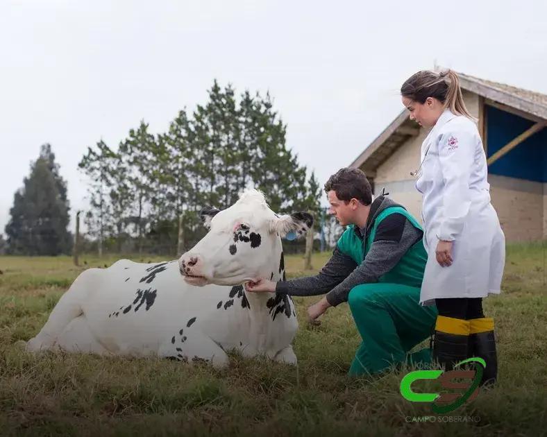 5 Razões para Vacas Não Obesas se Recuperarem Melhor no Pós-Parto