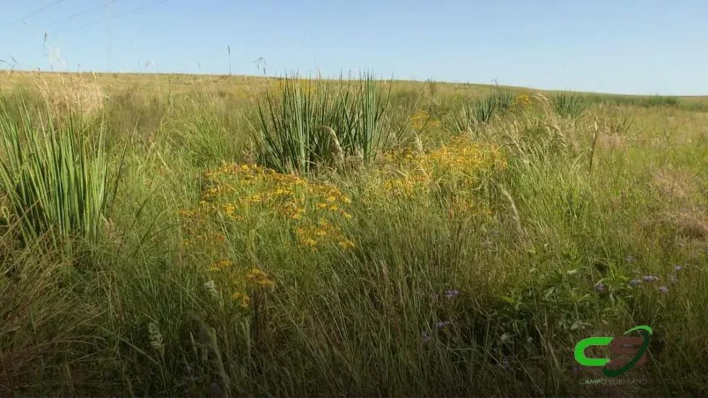5 Regras de Ouro para Controle de Plantas Daninhas no Capim