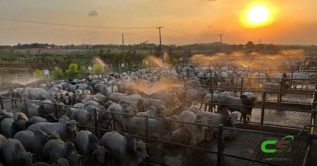 5 Tendências de Expansão na Pecuária em 2023