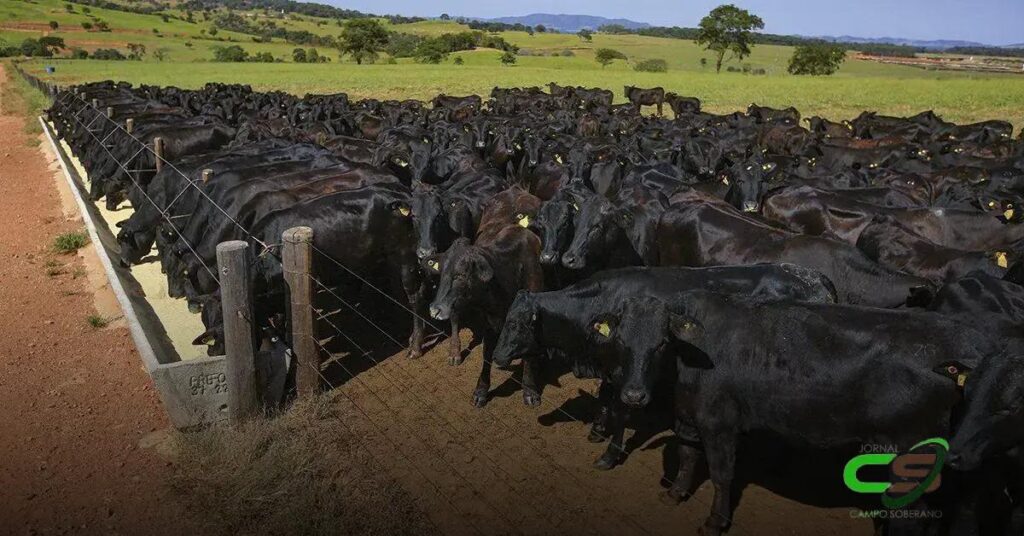 5ª Edição do Meet da Carne: Inovações e Oportunidades no Setor