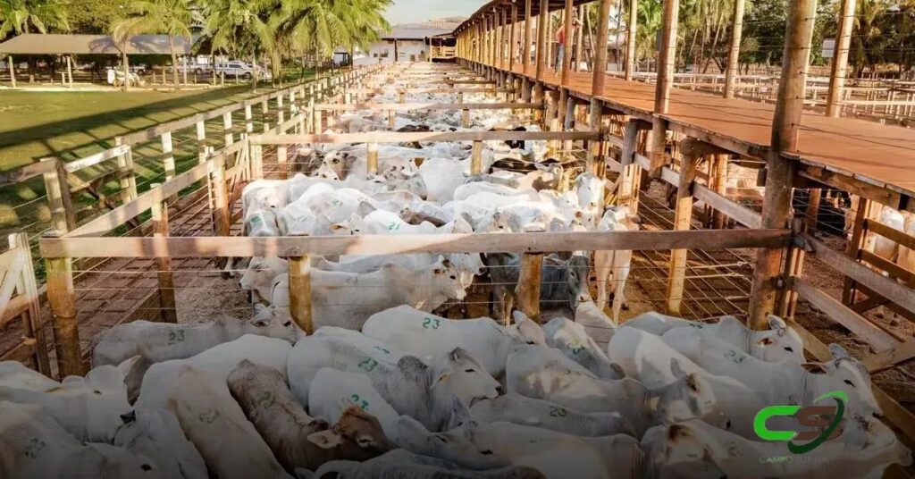 9.374 Bovinos de Corte em Campo Grande: Oportunidades de Reposição