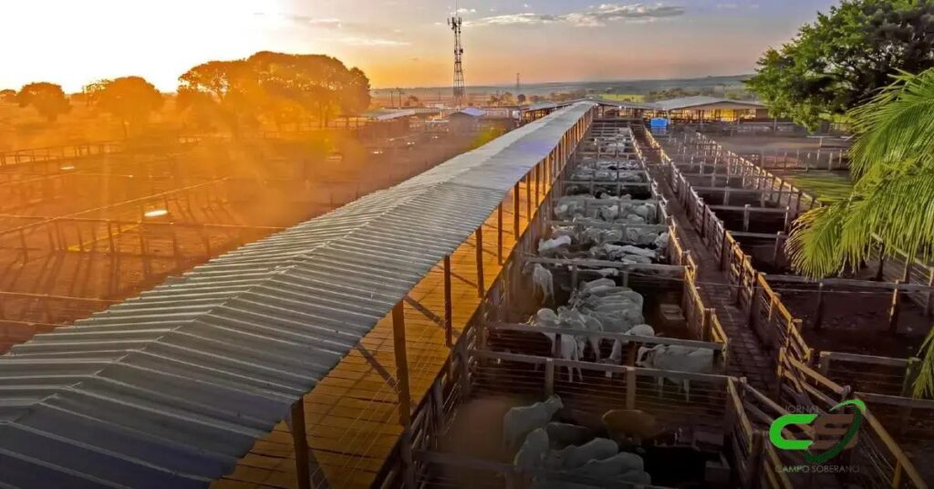 9.700 Bovinos de Corte Negociados em Campo Grande: O Que Isso Significa?