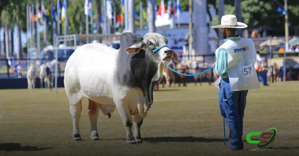 90ª ExpoZebu: Regulamento Completo e Novidades Imperdíveis
