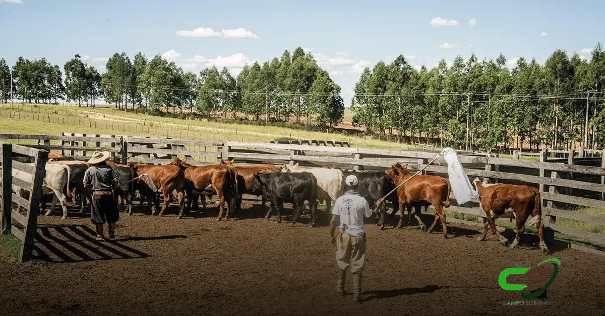 Adapec: Treinamento sobre Bem-Estar Animal em Araguaína