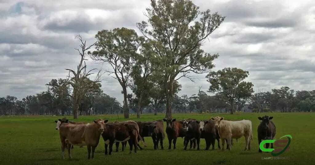 Aditivo Redutor de Metano: Impacto na Qualidade e Sabor da Carne