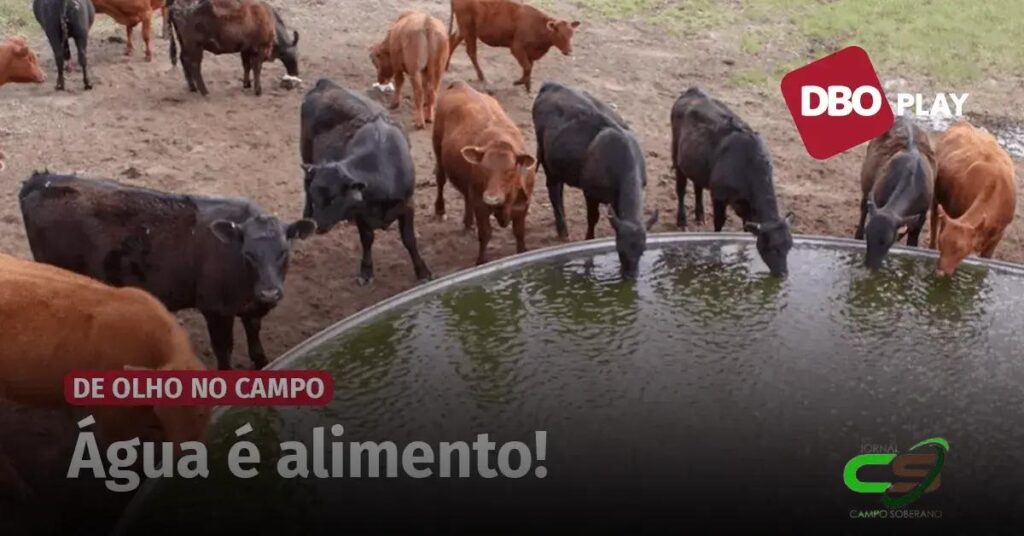 Água para o Gado: Cuidado, o Barato Pode Sair Caro!