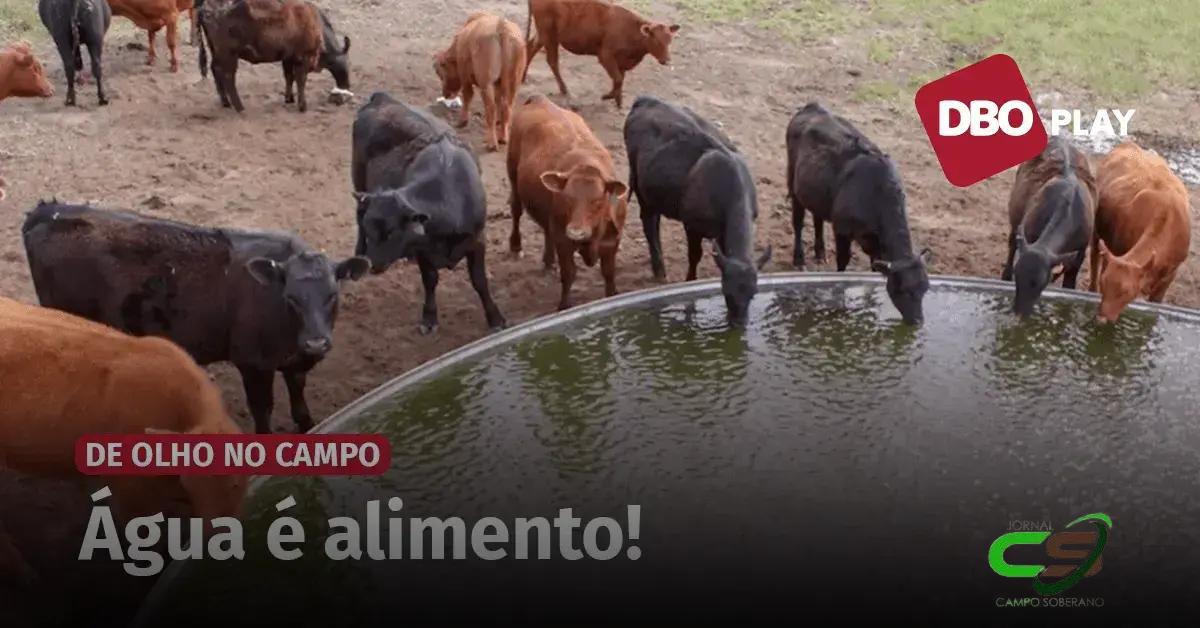 Água para o Gado: Cuidado, o Barato Pode Sair Caro!
