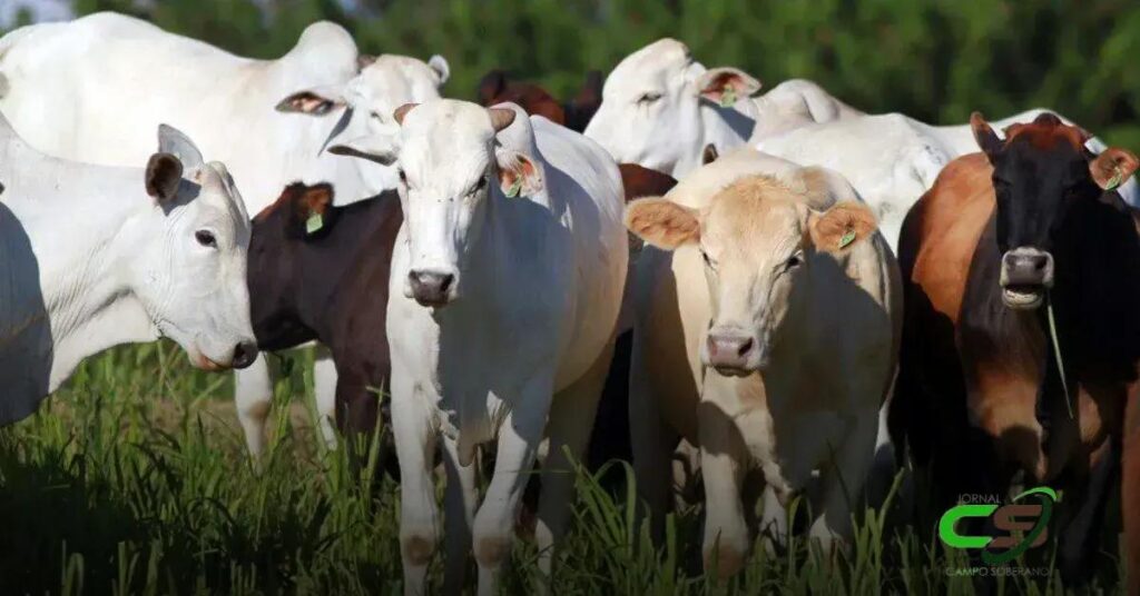 Alesp Aprova Fundo Indenizatório para Pecuaristas: Entenda!