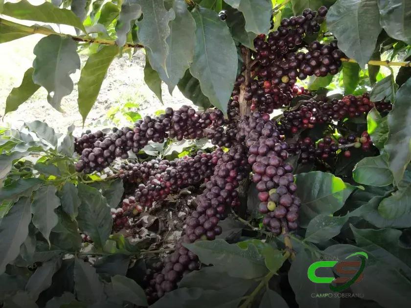 Alta do Café em Londres: Preço Sobe 2% na Bolsa de Nova York