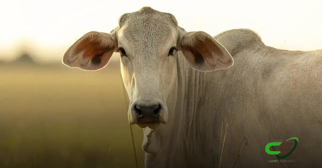 Arroba do Boi Gordo: O Maior Valor em 5 Anos em 2024