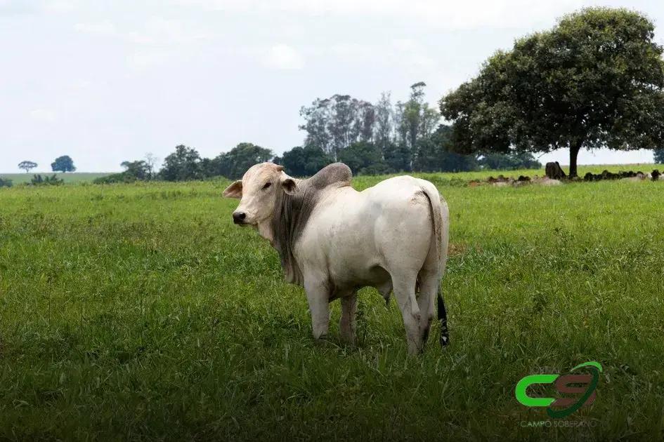 Boi em 2025: Expectativas de Oferta e Demanda em Queda
