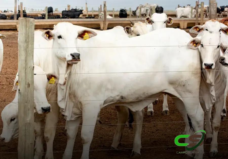 Boi Gordo: Preço de R$ 320/@ e Expectativas de Alta