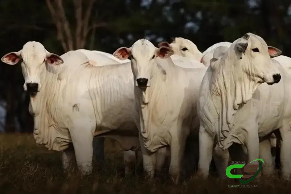 Boi Gordo: Preço Firme a R$ 320/@ e Expectativas para 2025