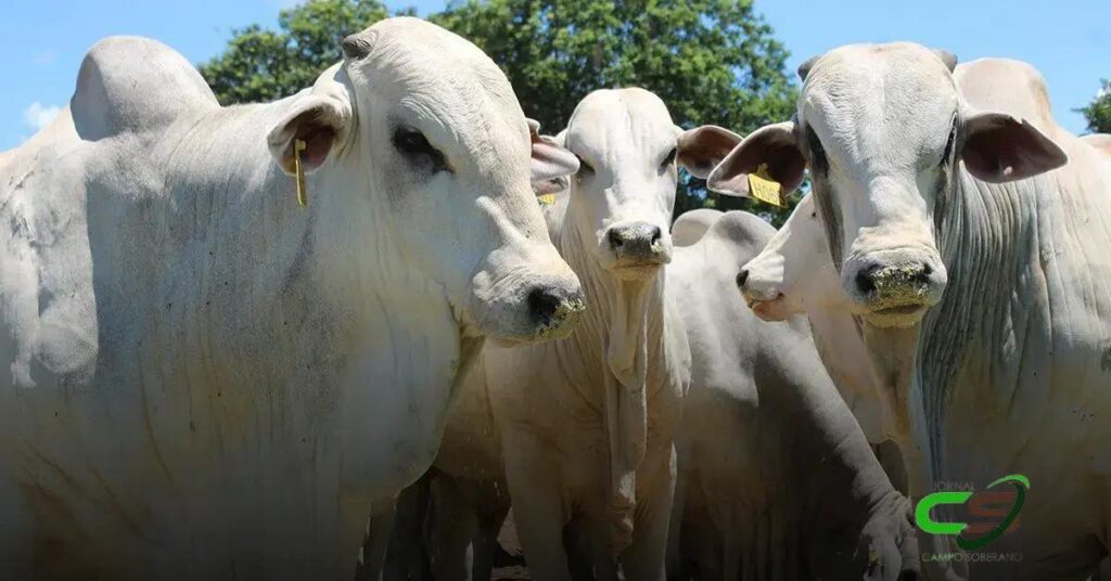 Boi Gordo: Preços Estáveis em São Paulo e Oportunidades de Mercado