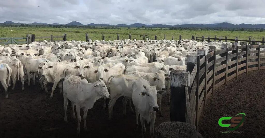 Bovinocultura de Corte: Balanço da CNA para 2024