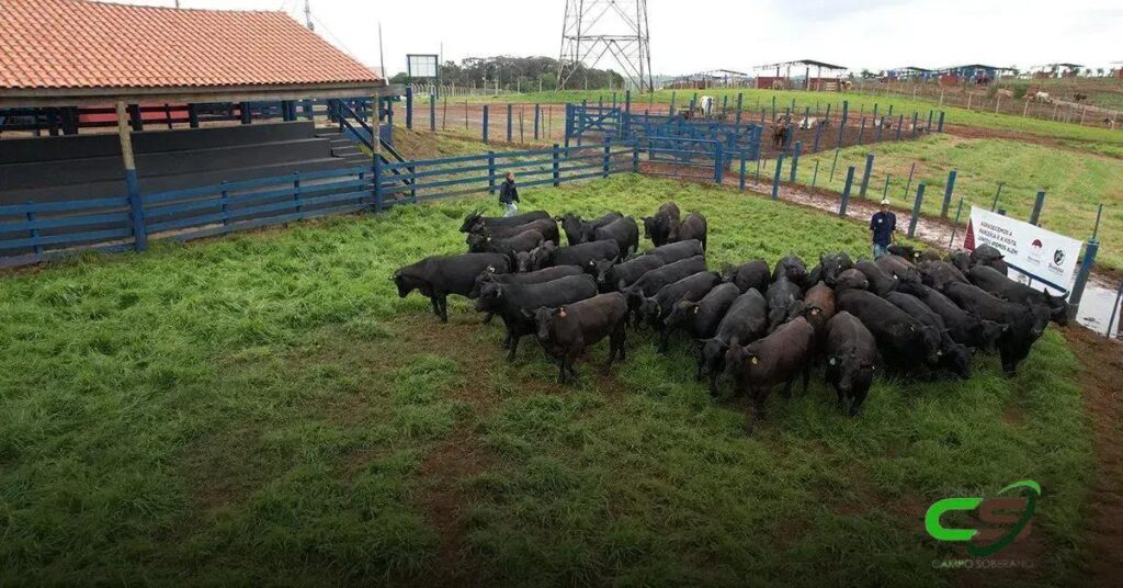 Brangus: Inscrições Abertas para o Teste de Eficiência Alimentar