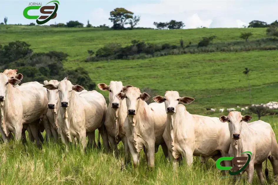 Brasil Abre Mercado do Vietnã para Peles Salgadas de Bovinos