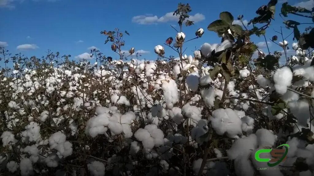 Brasil: Maior Exportador de Algodão em 2024 - O Que Esperar?