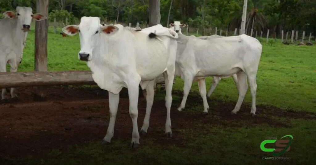 Brucelose: Marcação a Fogo Deixa de Ser Obrigatória em SP