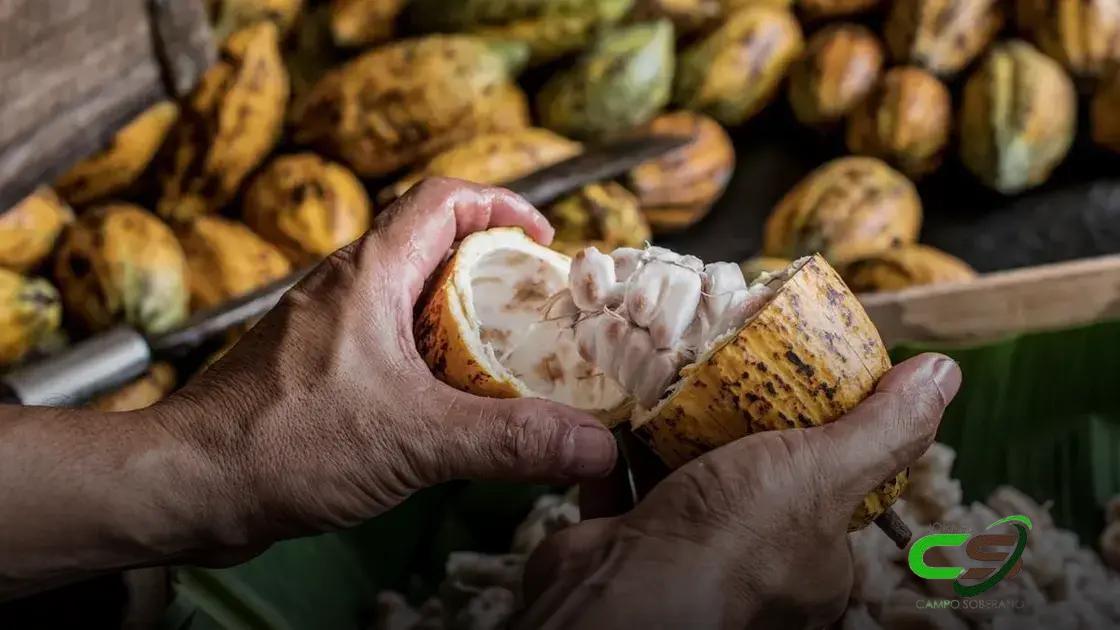 Cacau: A Commodity Agrícola que Encareceu 150% em 2024