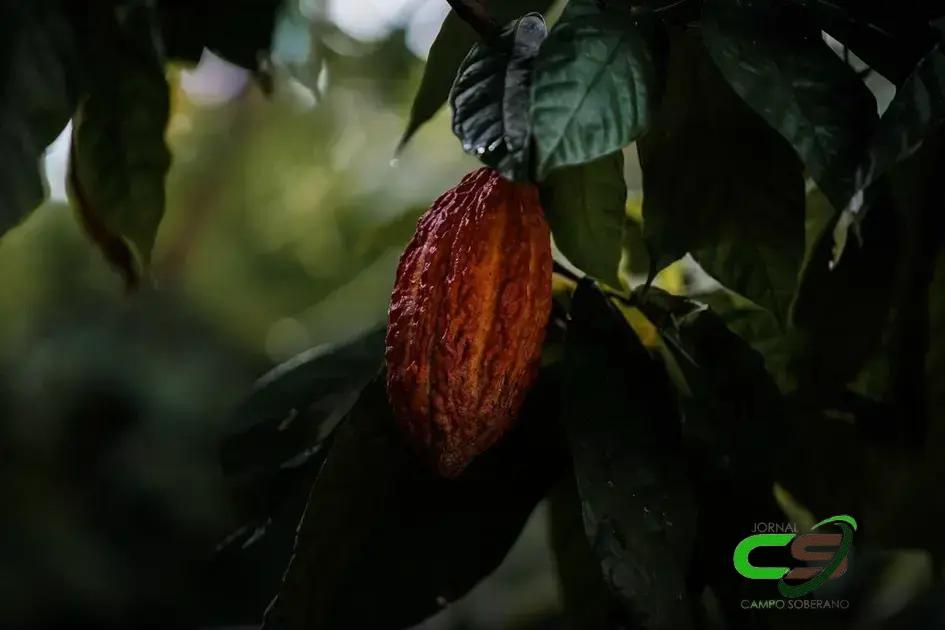 Cacau em Alta: Preço Aumenta 13% em Nova York