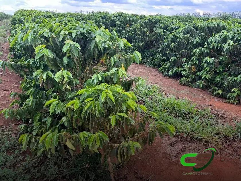 Café: Expectativa de Boa Rentabilidade em 2025 Segundo Cepea