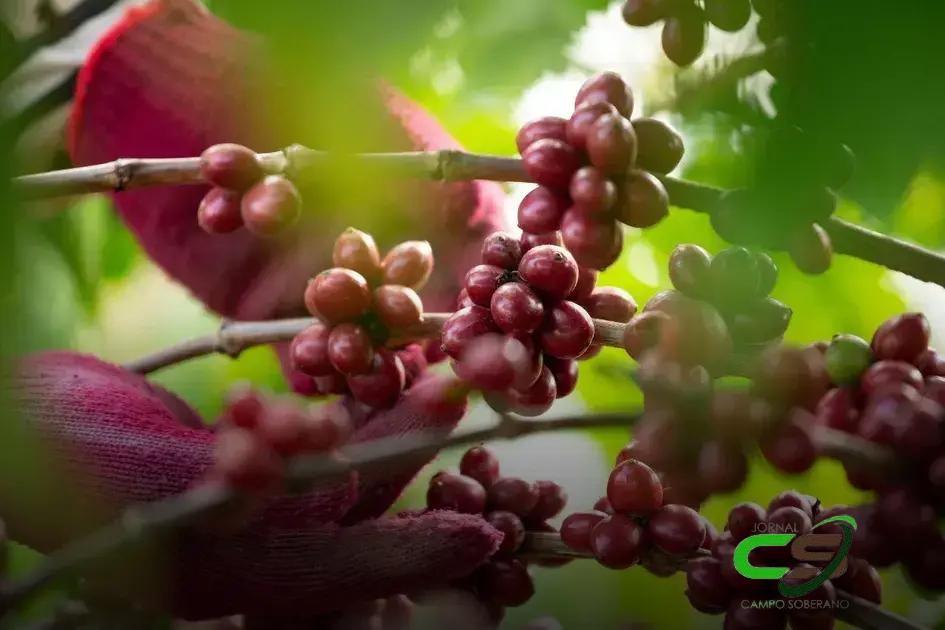 Café: Preços Elevados em 2025 e Suas Implicações